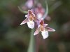 Show product details for Epipactis palustris